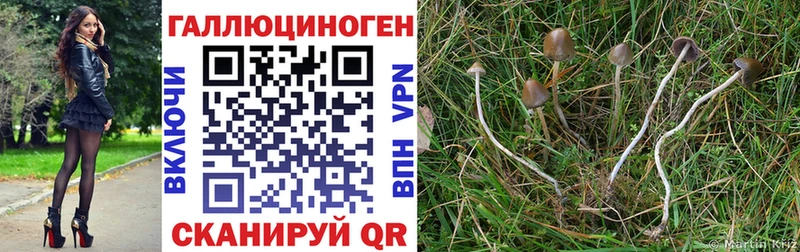 Галлюциногенные грибы Psilocybine cubensis  купить наркотик  Ессентукская 
